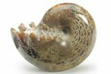 Polished Agatized Ammonite (Phylloceras?) Fossil - Madagascar #220345-1